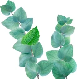 Kneipp Refreshing - Douche Foam -Lichaamsverzorging Winkel 1169x1200 4