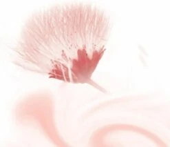 Kneipp Silky Secret - Douchegel -Lichaamsverzorging Winkel 1200x1033 5