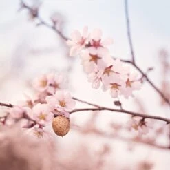 Weleda Zwangerschapsolie -Lichaamsverzorging Winkel 1200x1199 4