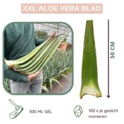 Dr. Green® 1x- Aloë Vera Blad - MAAK GEL IN 3 MINUTEN - 100% Puur - Biologisch -Lichaamsverzorging Winkel 1200x1200 502