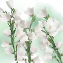 Kneipp Balancing - Douche Foam -Lichaamsverzorging Winkel 1200x1200 798