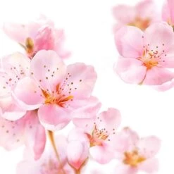 Kneipp Soft Skin - Badolie -Lichaamsverzorging Winkel 1200x1200 973