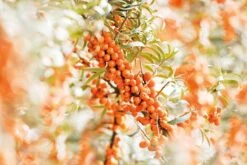 Weleda DUINDOORN VITALISERENDE BODY LOTION 10 Weleda DUINDOORN VITALISERENDE BODY LOTION -Lichaamsverzorging Winkel 1200x800 17