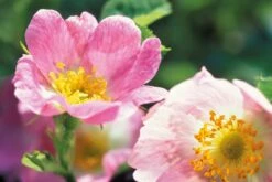 Weleda WILDE ROZEN VERWENNENDE BODY LOTION -Lichaamsverzorging Winkel 1200x804