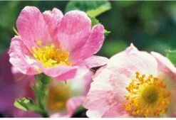 Weleda Wilde Rozen Harmoniserende Body Olie 11 Weleda Wilde Rozen Harmoniserende Body Olie -Lichaamsverzorging Winkel 1200x822