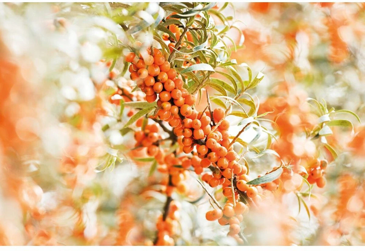 Weleda Duindoorn 24h Roll-On Deodorant 5 Weleda Duindoorn 24h Roll-On Deodorant - Afbeelding 3