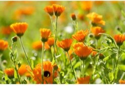 Weleda Kindertandpasta - 50ml -Lichaamsverzorging Winkel 1200x825 3