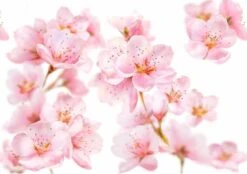 Kneipp Soft Skin - Douchegel 11 Kneipp Soft Skin - Douchegel -Lichaamsverzorging Winkel 1200x846 2