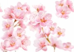 Kneipp Soft Skin - Sugar & Oil Body Scrub -Lichaamsverzorging Winkel 1200x846 3