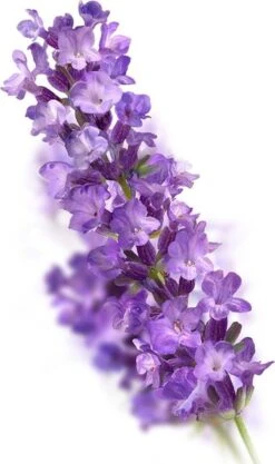 Kneipp Relaxing - Badkristallen -Lichaamsverzorging Winkel 711x1200 1